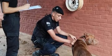IMÁGENES SENSIBLES| Rescatan a un pitbull que era arrastrado desde un auto en movimiento en Dos de Mayo.