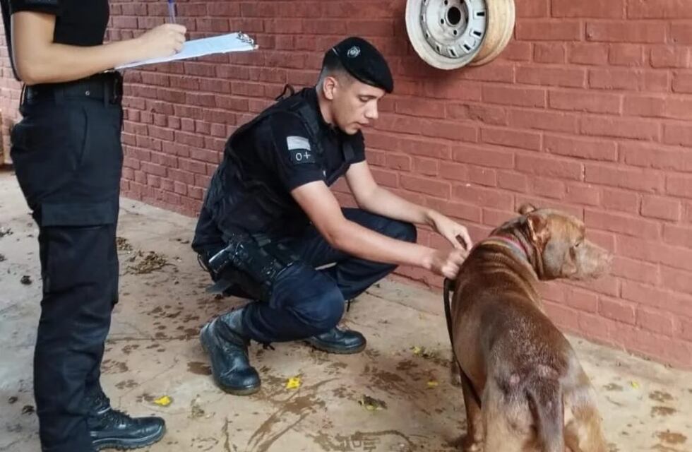 IMÁGENES SENSIBLES| Rescatan a un pitbull que era arrastrado desde un auto en movimiento en Dos de Mayo