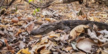 Imágenes desoladoras de los animales por los incendios en Corrientes