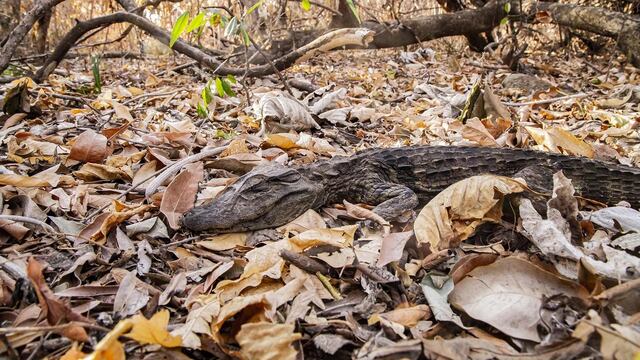Imágenes desoladoras de los animales por los incendios en Corrientes