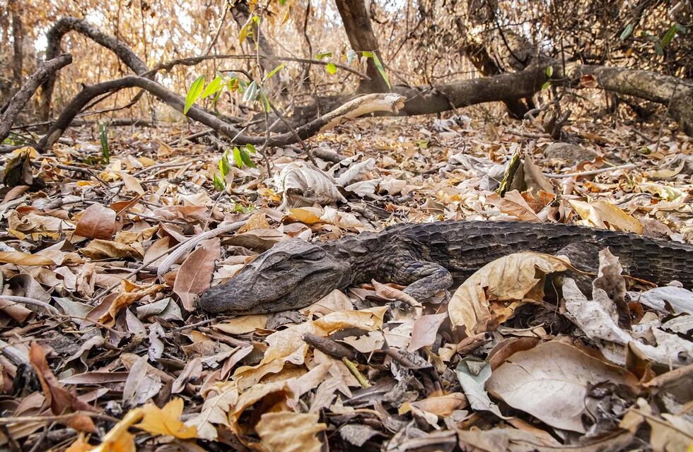 Dos veterinarios salteños viajaron a Corrientes para ayudar a atender a los animales afectados por los incendios