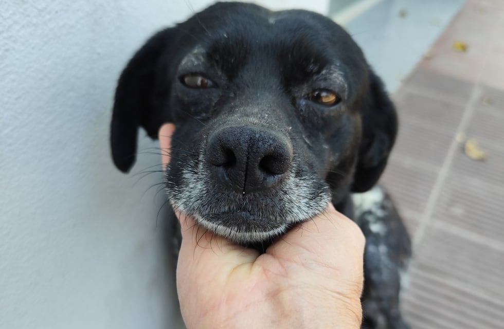 Cintia Juárez “todos los meses tenemos más de 3.500.000 en gastos veterinarios por animales que rescatamos”