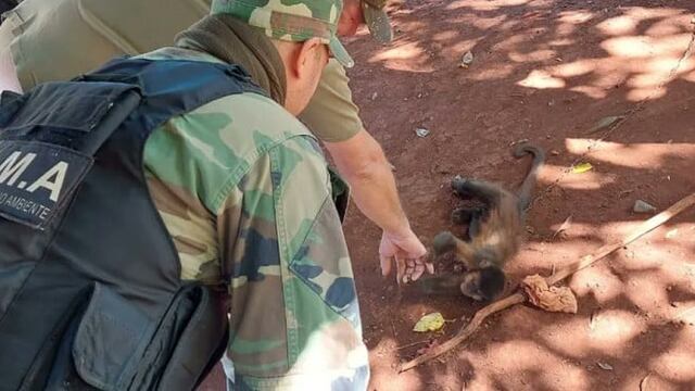 Colonia Delicia: rescatan a un mono caí que llevaba cinco años en cautiverio.