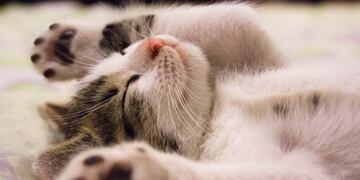 "Chiquito", el gato viral por su tamaño de 9 kilos.