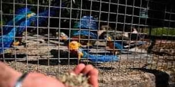 El Parque rescatará fauna silvestre del mascotismo y el tráfico (Archivo / La Voz).