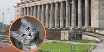 UBA - Gato