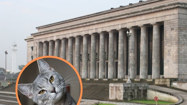 UBA - Gato