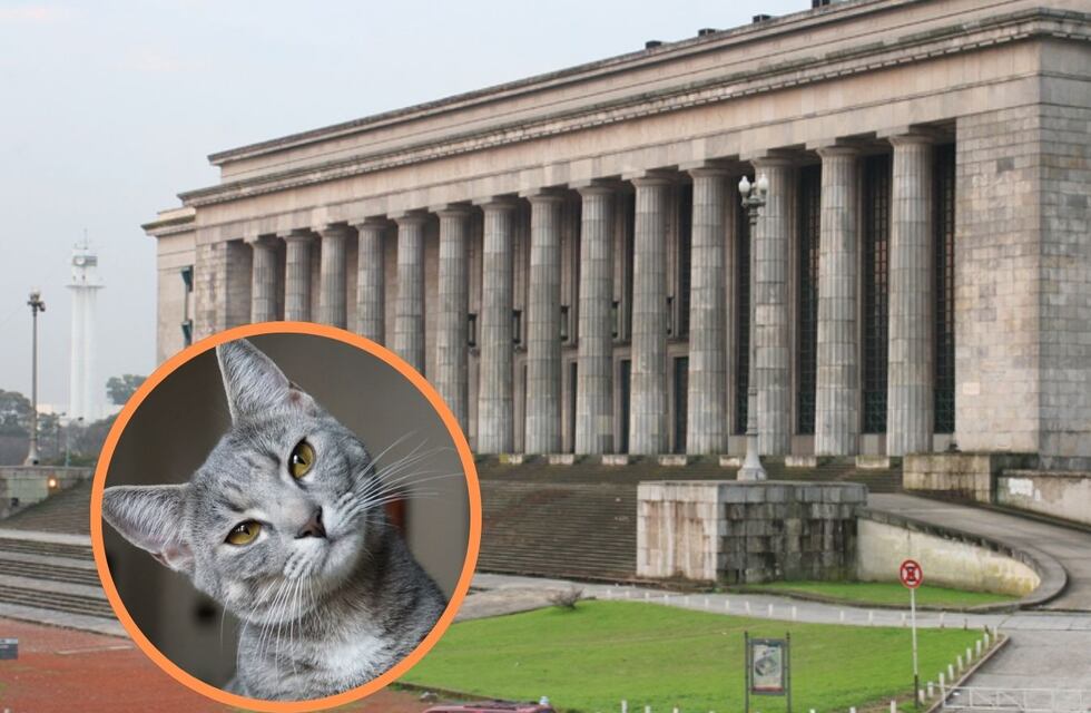 La UBA lanzó la primera diplomatura para aprender a entrenar a tu gato: cómo inscribirse