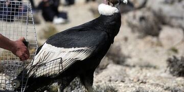 Cóndor / Imagen ilustrativa