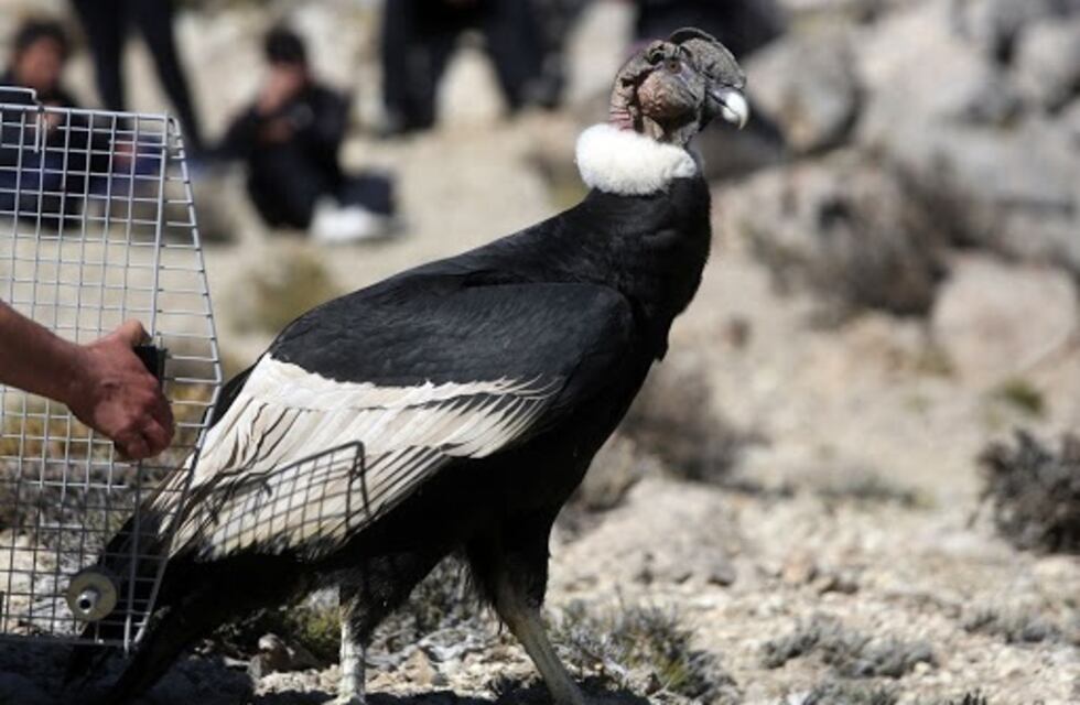 Un cóndor macho caminaba por la vía pública sin poder volar