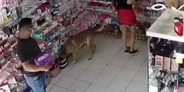 El perro fue atrapado antes de terminar su hazaña.