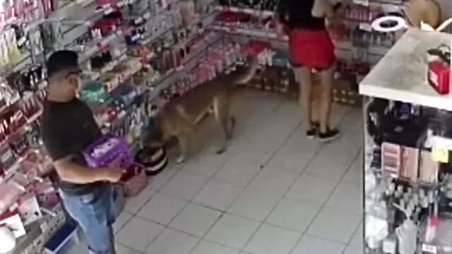 El perro fue atrapado antes de terminar su hazaña.
