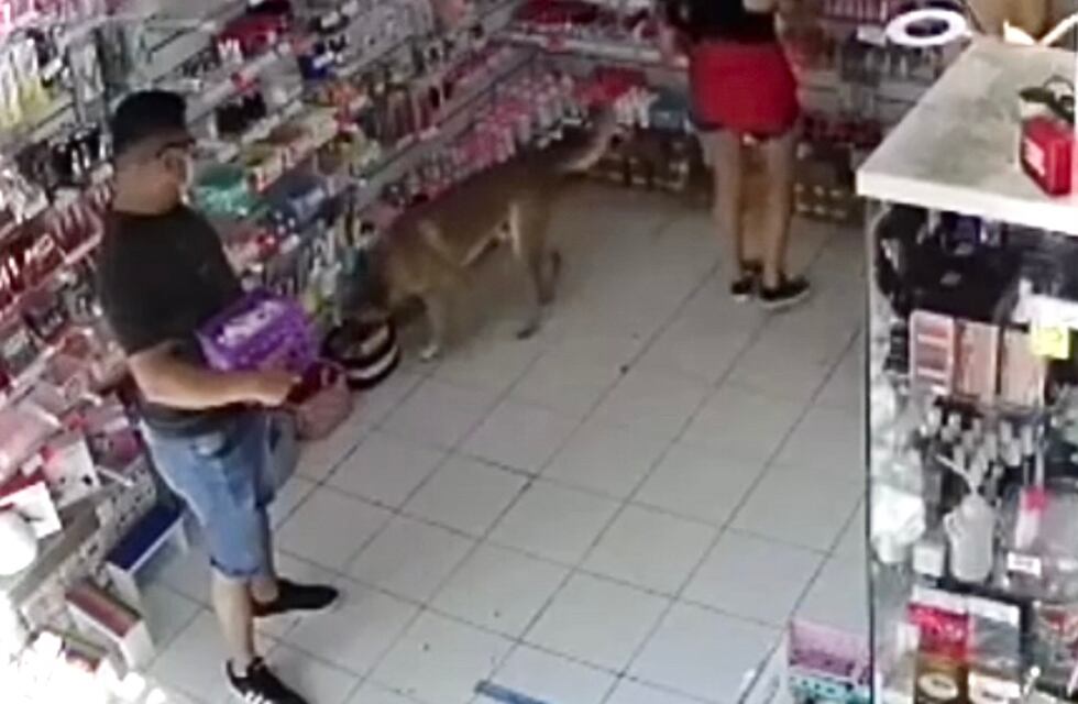 Video: atraparon infraganti a un perro que “intentó robar” a un local mendocino