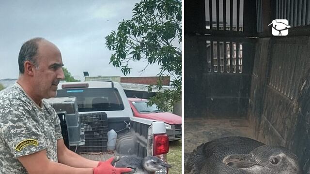 El animal fue derivado a un Centro de Rehabilitación