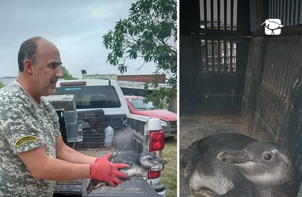 Rescatan a un pingüino que varó en Mar Chiquita