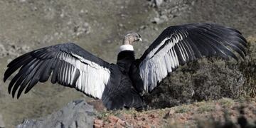 "Huarpe", el cóndor andino que fue puesto en libertad luego de ser recuperado de una herida de escopeta, en el Parque Provincial Cordón del Plata.