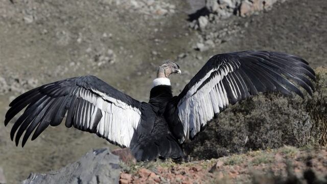 "Huarpe", el cóndor andino que fue puesto en libertad luego de ser recuperado de una herida de escopeta, en el Parque Provincial Cordón del Plata.