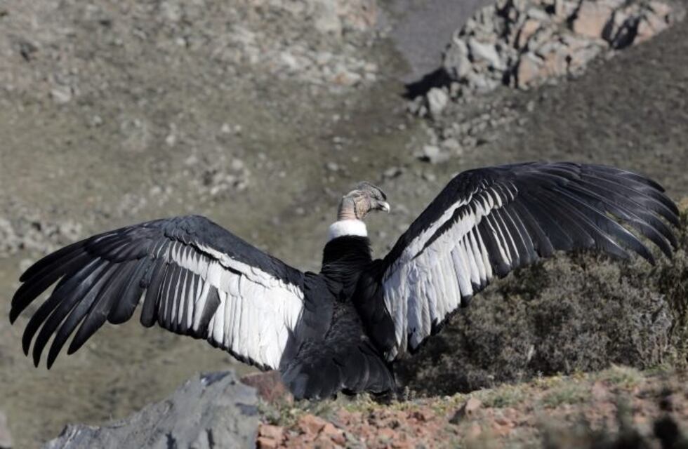 Liberaron un cóndor andino en el Parque Provincial Cordón del Plata