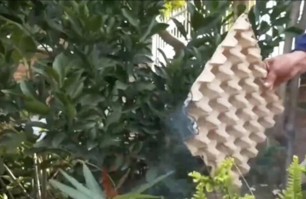 Puerto Iguazú: un hombre quemó maples de huevos para los mosquitos y generó preocupación entre los vecinos