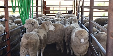 Carne ovina hacia Medio Oriente