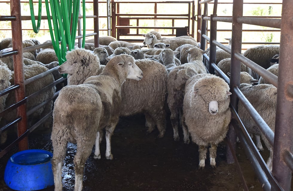 Entre Ríos pisa fuerte en Medio Oriente con la exportación de carne ovina a Kuwait