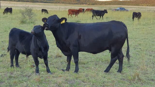 En promedio, a nivel nacional el destete ronda el 60%; en el norte cordobés, alcanzaron un 81%. (Gentileza Osvaldo Luna)