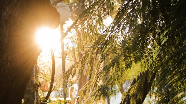 El lugar tiene un bello jardín y cuenta con una amplia oferta de comida, bebida y entretenimiento.
