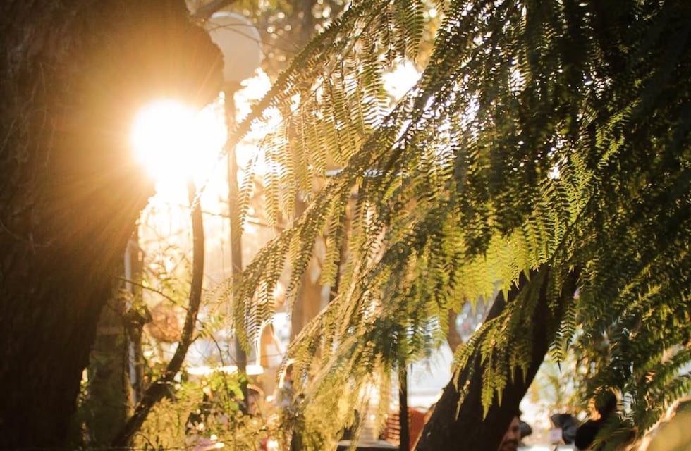 Fusión de naturaleza y arte: cómo es el mejor restaurante y bar clásico de Córdoba