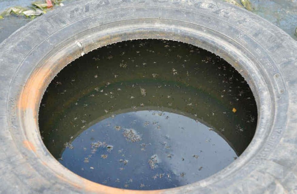 Del agua a la acción: Prevención del Dengue