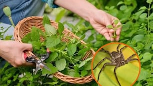 Cuáles son las 5 plantas que perfuman la casa y ahuyentan las arañas
