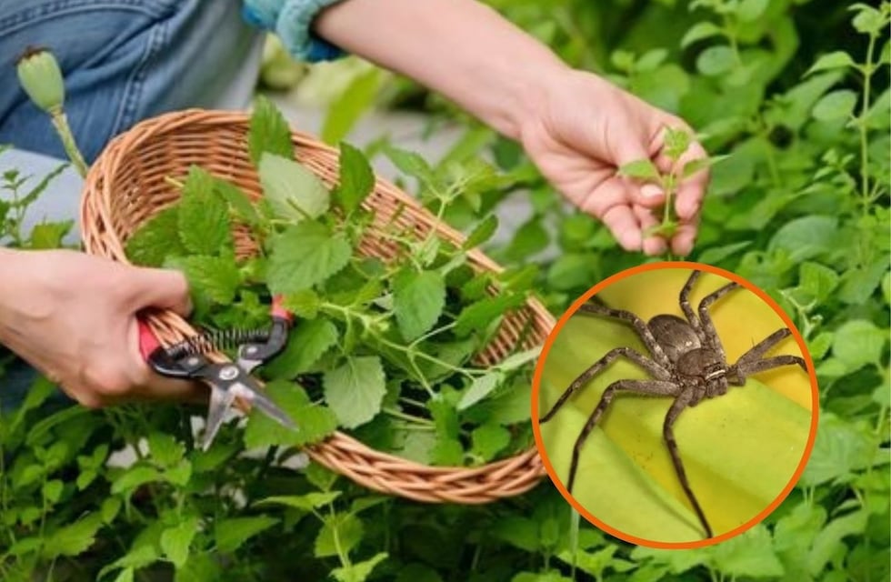 Cuáles son las 5 plantas que perfuman la casa y ahuyentan las arañas