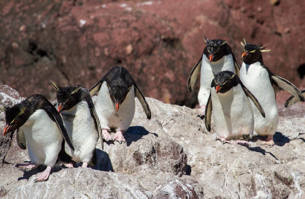 Episodio desgarrador en Santa Cruz: murieron 138 pingüinos capturados por redes ilegales
