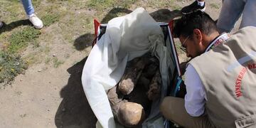 La momia prehispánica fue descubierta en un patrullaje de rutina en Puno, Perú