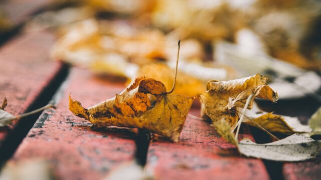 ¿Qué hacer con las hojas que nos deja este otoño?
