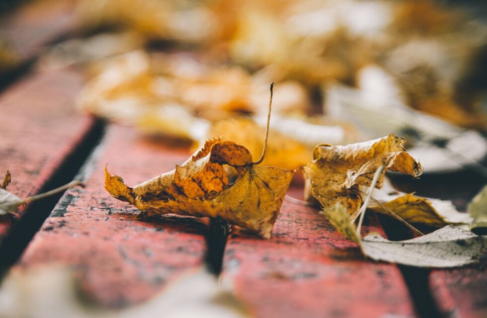 Otoño en Rafaela: suman días y horarios para que la barredora junte las hojas