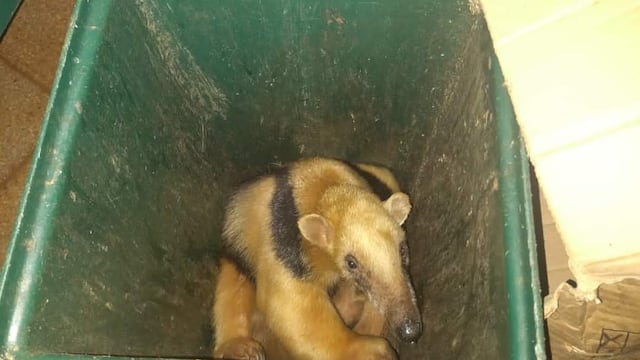 Eldorado: resguardaron a un oso melero que deambulaba por la vía pública.