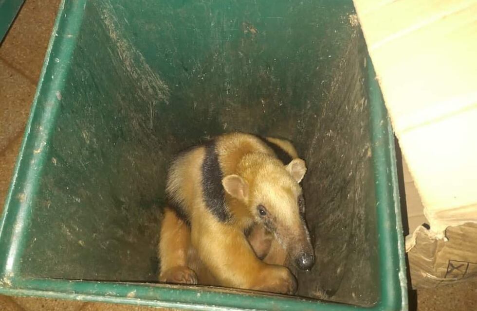 Eldorado: resguardaron a un oso melero que deambulaba por la vía pública