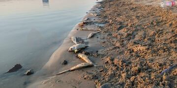 Se encontró una gran cantidad de especies muertas a la orilla del lago Setúbal en Santa Fe.
