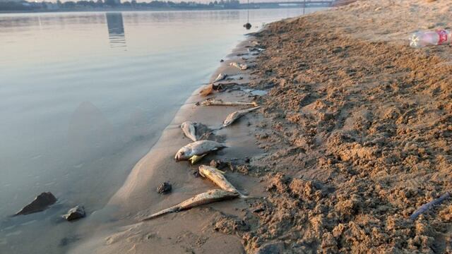 Se encontró una gran cantidad de especies muertas a la orilla del lago Setúbal en Santa Fe.