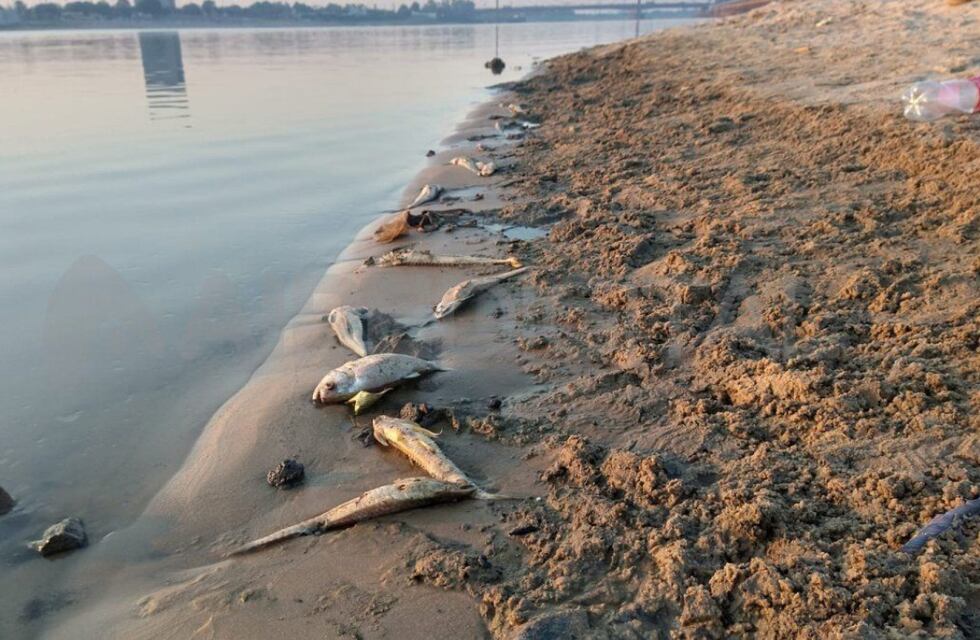 Encontraron peces muertos en la orilla de la laguna Setúbal