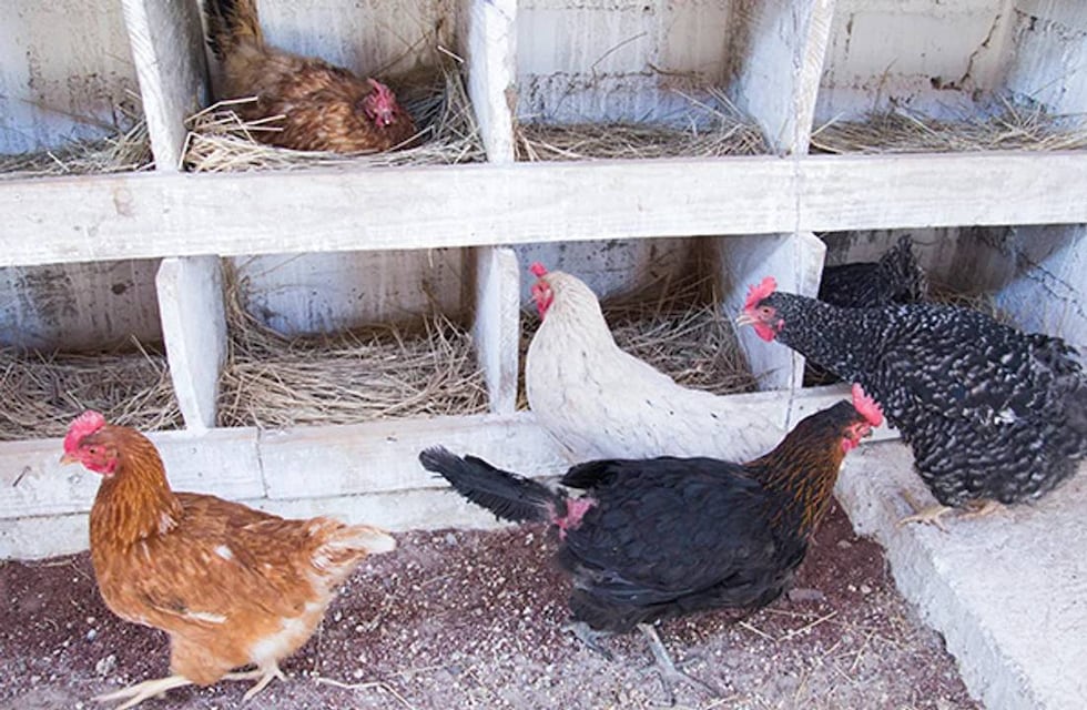 Economía hizo oficial la ayuda a productores afectados por la gripe aviar: ¿cuáles son los requisitos?