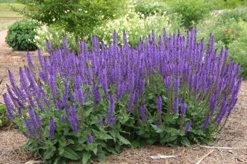 Salvia, florece en septiembre