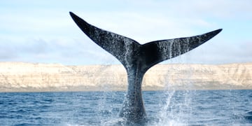 Ballena Franca Austral: gentileza Laboratorio de Mamíferos Marinos