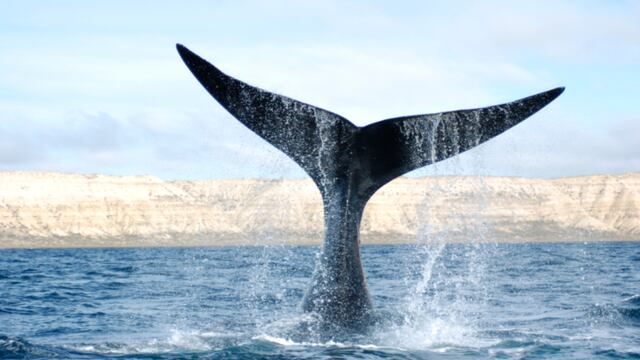 Ballena Franca Austral: gentileza Laboratorio de Mamíferos Marinos
