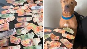 Un perro se comió los billetes de su amo y su reacción se viralizó en las redes.