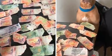 Un perro se comió los billetes de su amo y su reacción se viralizó en las redes.