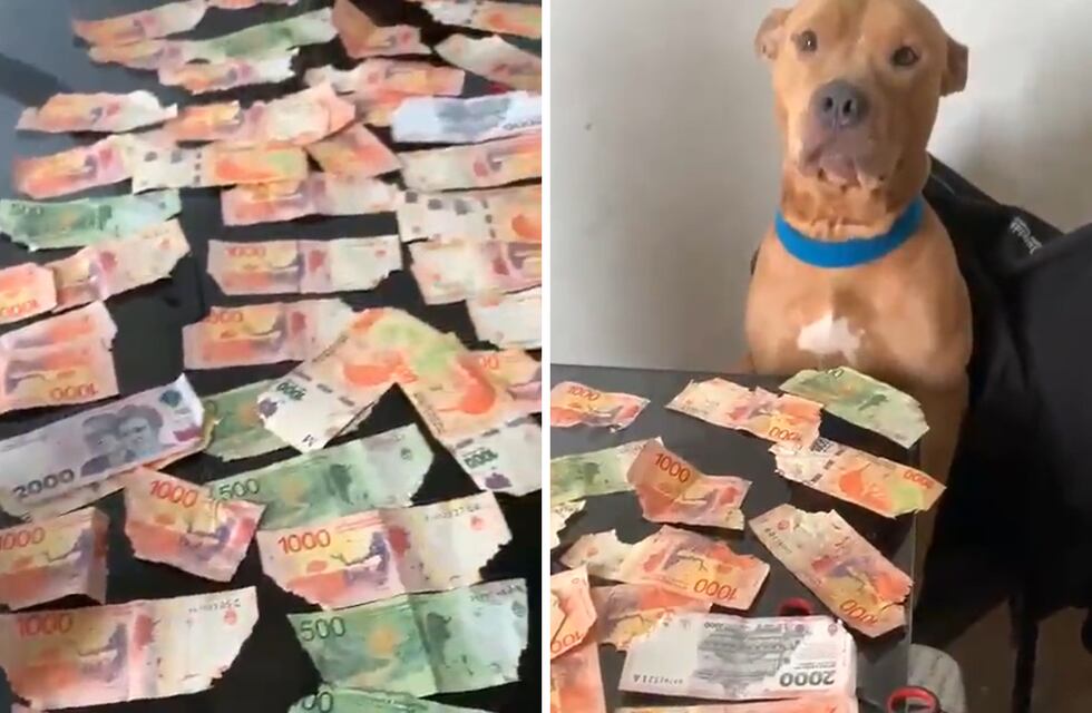 La insólita reacción de un perro que encontró miles de pesos de su dueño y se los comió