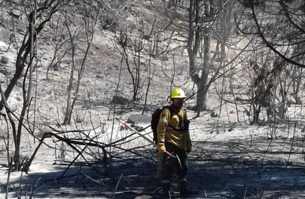 ¿Cómo recuperar la vegetación consumida por el incendio? INTA Bariloche diseña su recuperación
