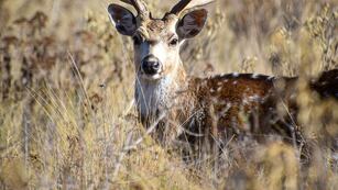Hay varios centros de protección de fauna que se pueden conocer en las sierras. (Reserva Tatu Carreta)