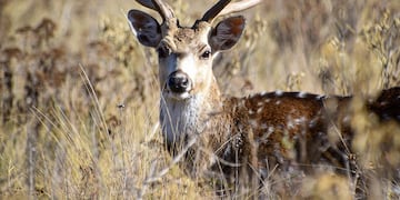 Hay varios centros de protección de fauna que se pueden conocer en las sierras. (Reserva Tatu Carreta)
